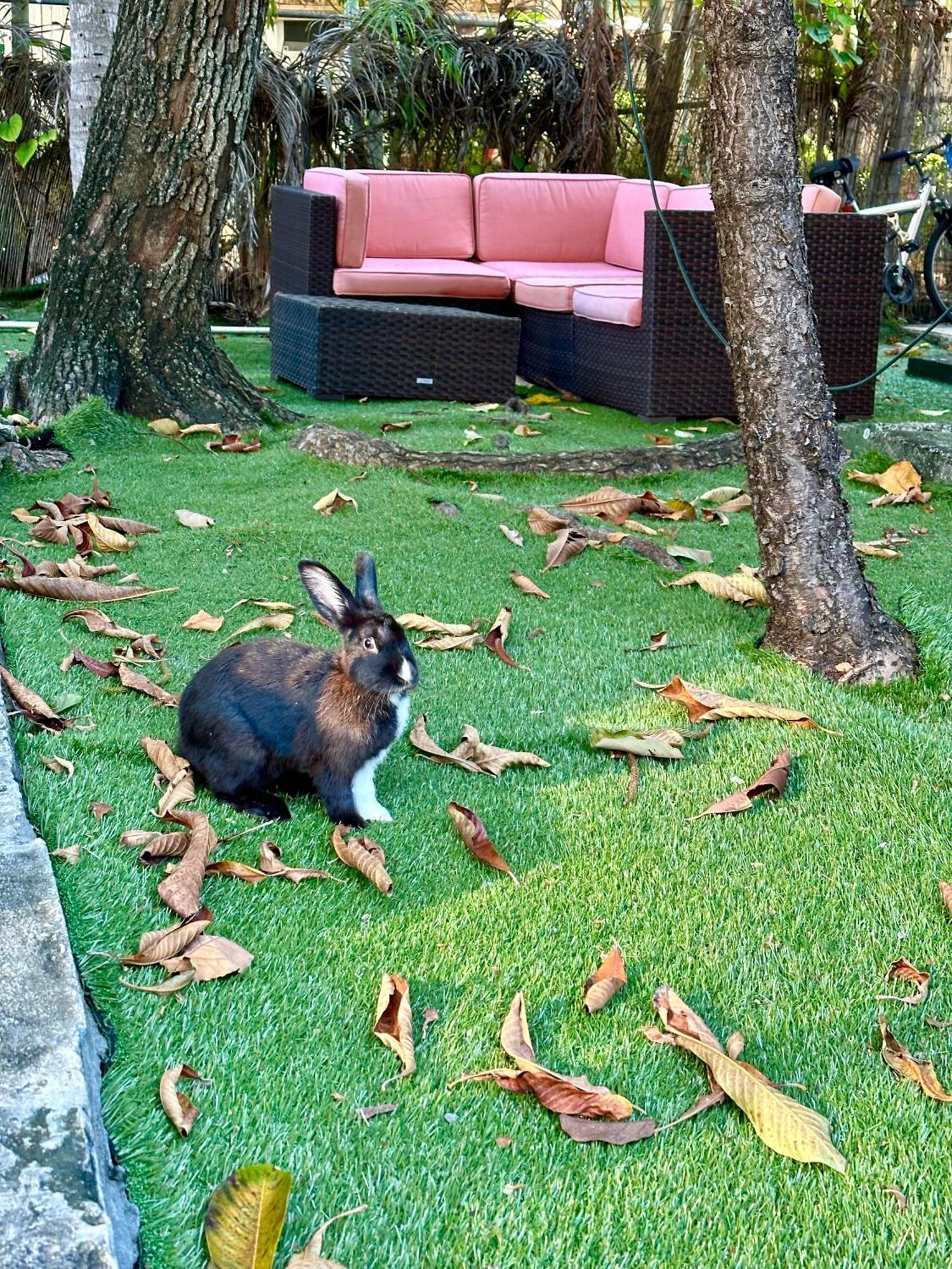 ホテル Miami House エクステリア 写真